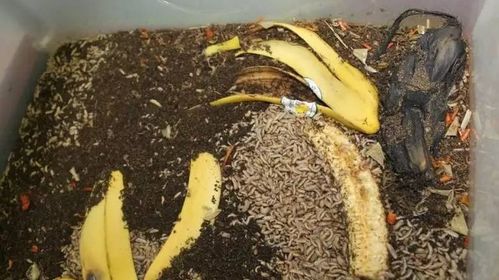 全國科普日丨一起探秘奇妙的昆蟲世界