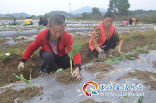 錦屏全面掀起秋冬種熱潮