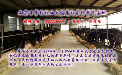 福州肉驢基地 福州三粉驢養(yǎng)殖場(chǎng)
