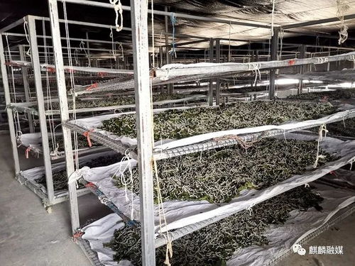 變廢為寶 麒麟?yún)^(qū)蠶農(nóng)增收千萬(wàn)元