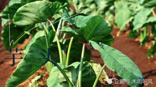 種植芋頭,怕施什么肥 芋頭不喜歡的肥料有哪些