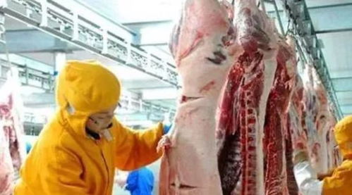畜禽屠宰檢驗規程類食品安全國家標準編寫工作全面啟動